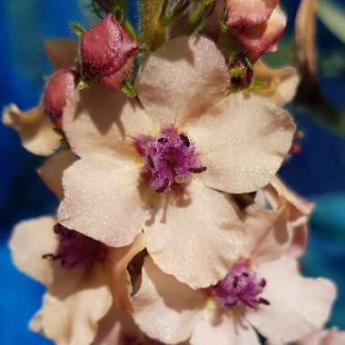 Verbascum x hybrida 'Southern Charm'