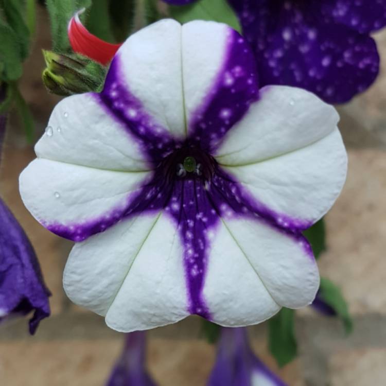 plant image 477071 plant image 477071