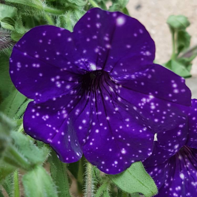 Plant image Petunia 'Kleph15313' syn. Petunia 'Night Sky', Petunia 'Headliner Night Sky'