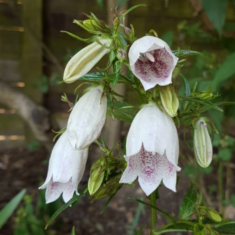 Plant image Campanula takesimana 'Alba'