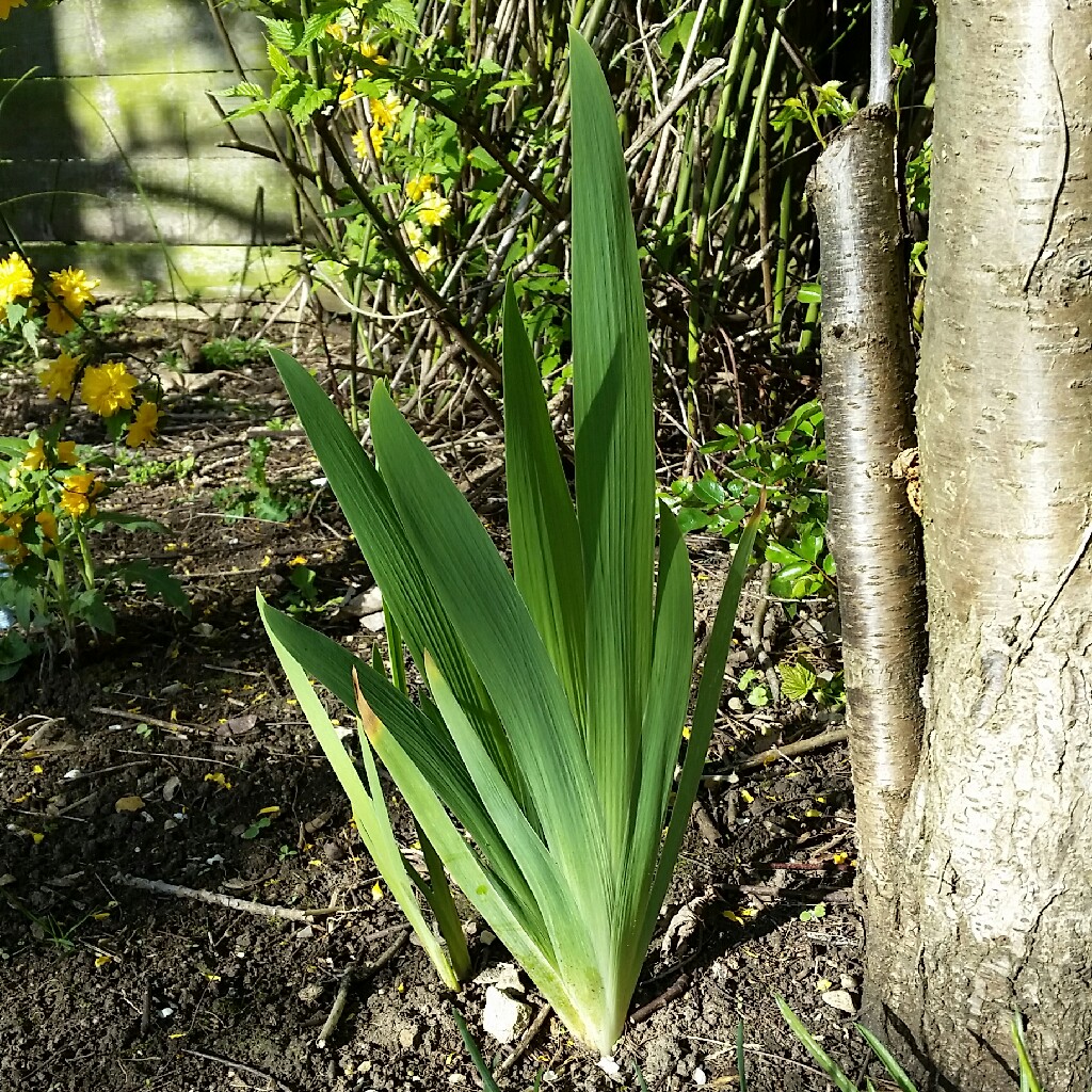 Plant image Iris x germanica 'Harriette Halloway'