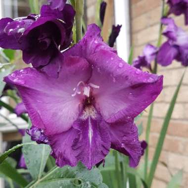 Gladiolus