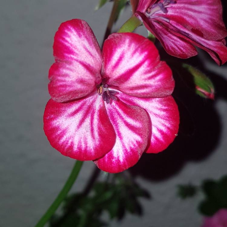 plant image 500775