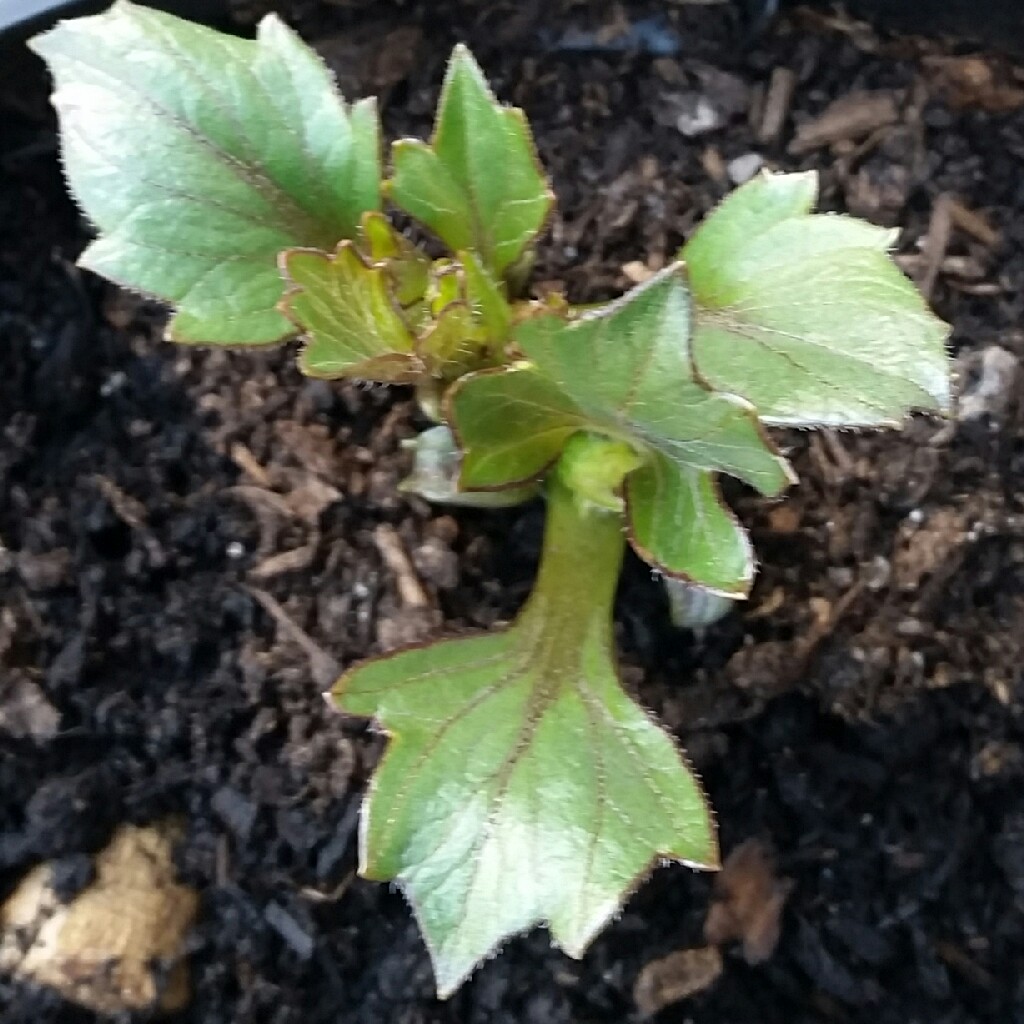 plant image 50961