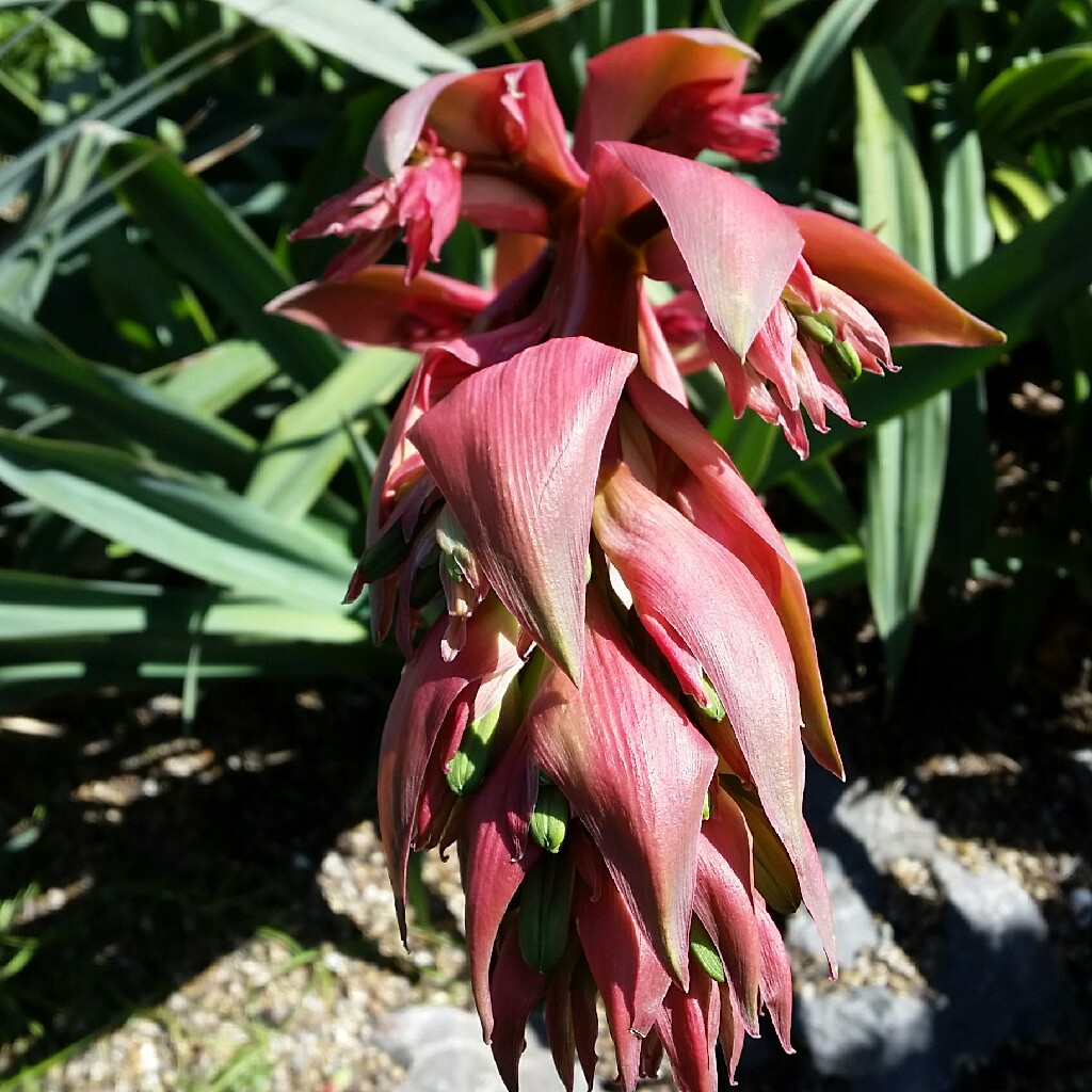 Plant image Beschorneria Yuccoides
