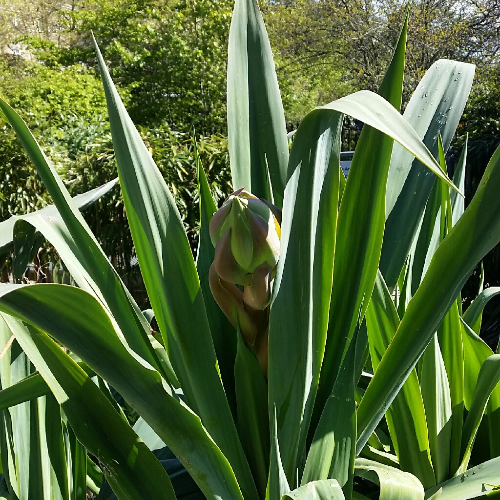 Plant image Beschorneria Yuccoides