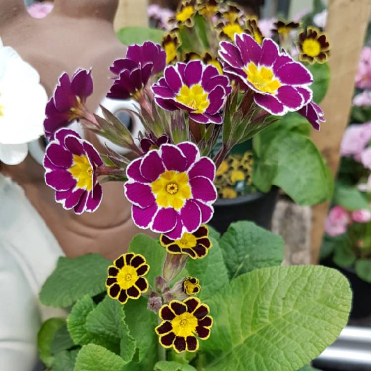 Plant image Primula Veris 'Little Queen Red'