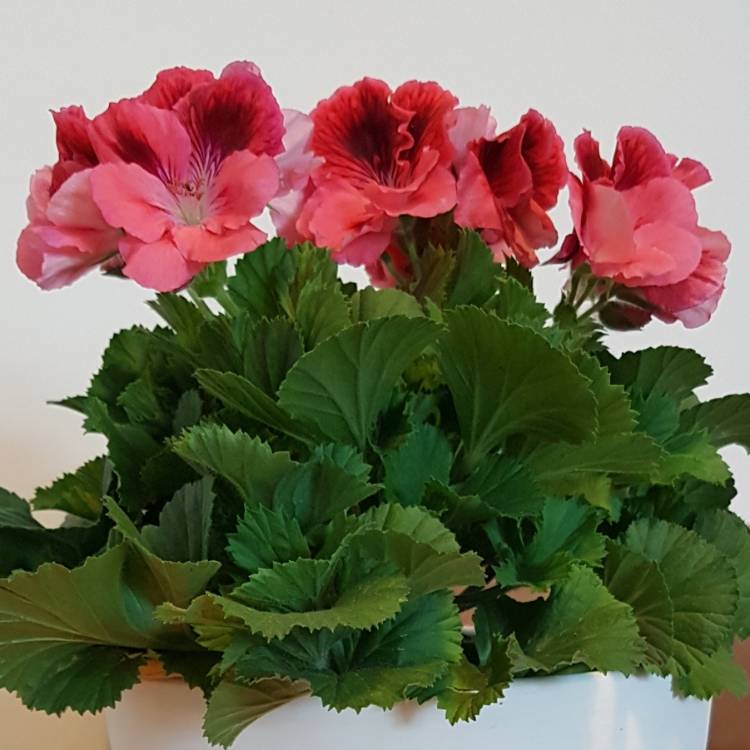 Plant image Pelargonium x domesticum