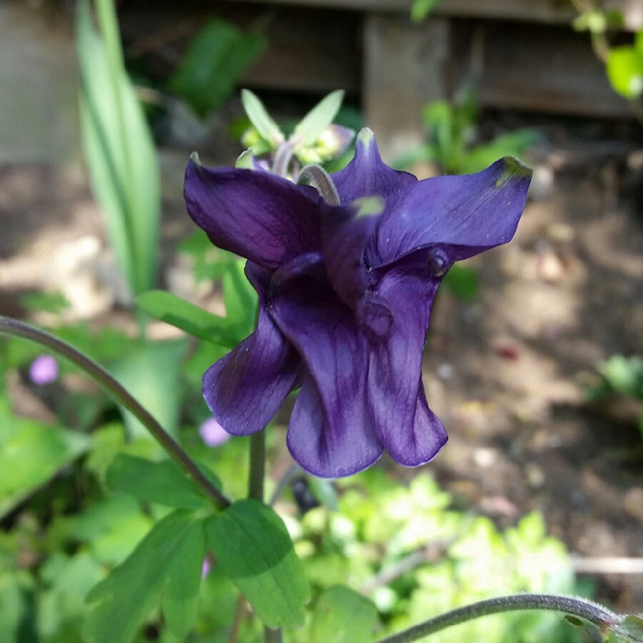 Plant image Aquilegia Vulgaris 'Purple Emperor'