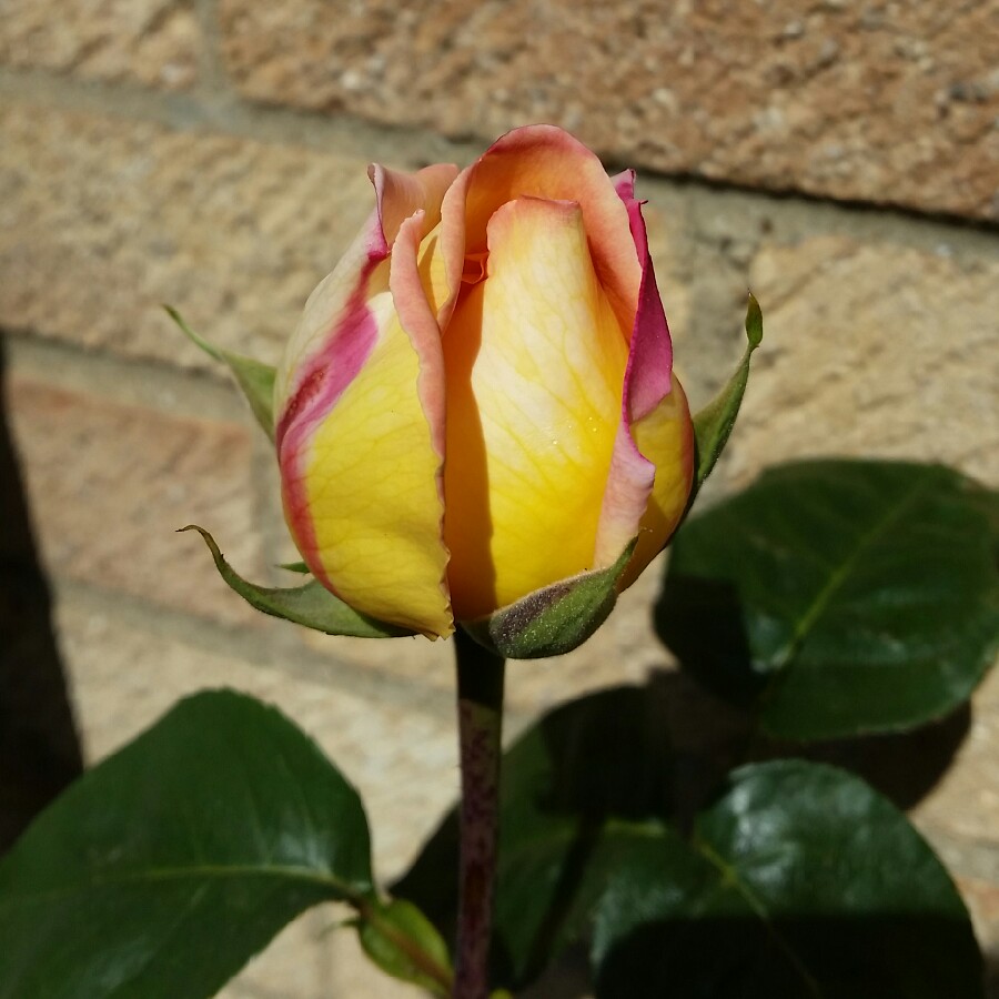 plant image 66517 plant image 66517