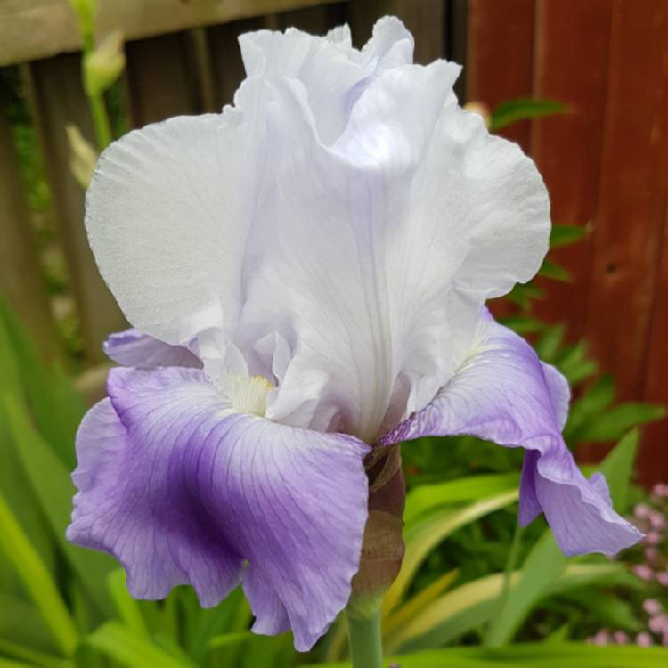 Plant image Iris x germanica 'Whole Cloth'