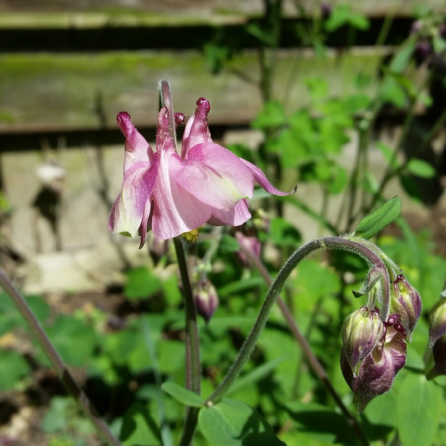 plant image 70537