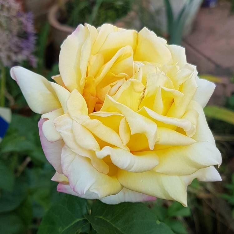 Plant image Rosa 'Madame A. Meilland' syn. Rosa 'Peace', Rosa 'Gloria Dei', Rosa 'Gioia'