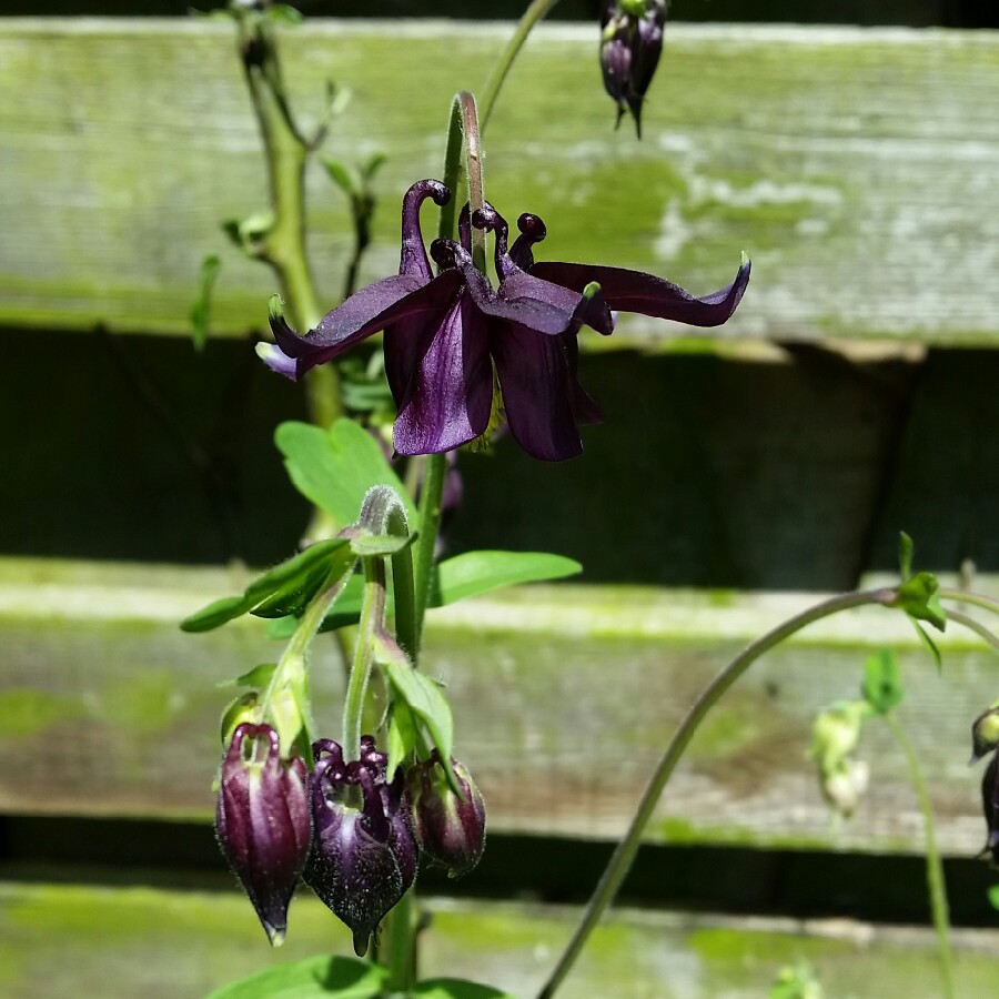 plant image 73050
