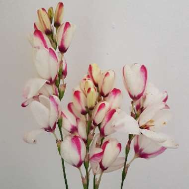 Ixia 'Spotlight'
