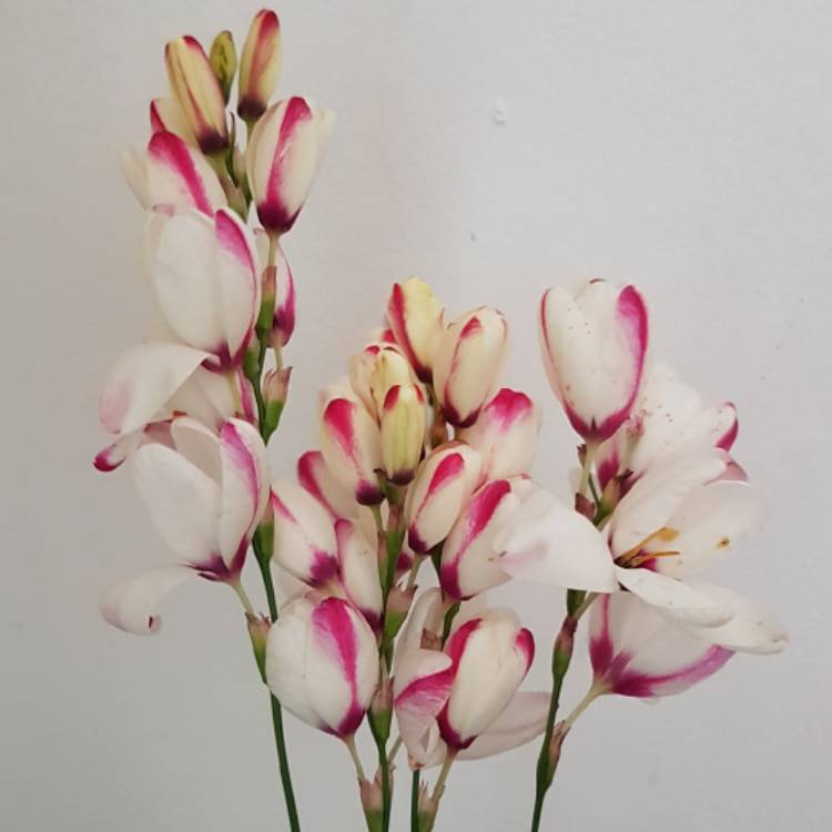 Plant image Ixia 'Spotlight'