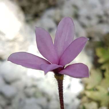 Rhodohypoxis baurii 'Susan Garnett-Botfield'