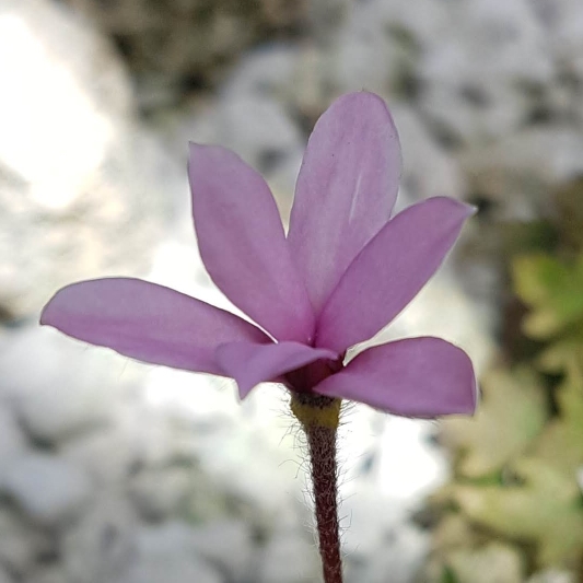 plant image 787863
