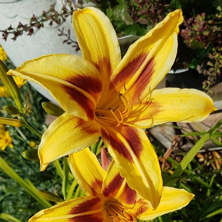 Plant image Hemerocallis 'Bonanza'