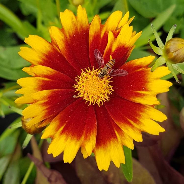 Plant image Coreopsis 'UpTick™ Gold & Bronze'