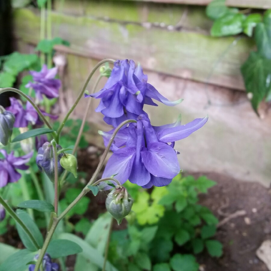 plant image 80532