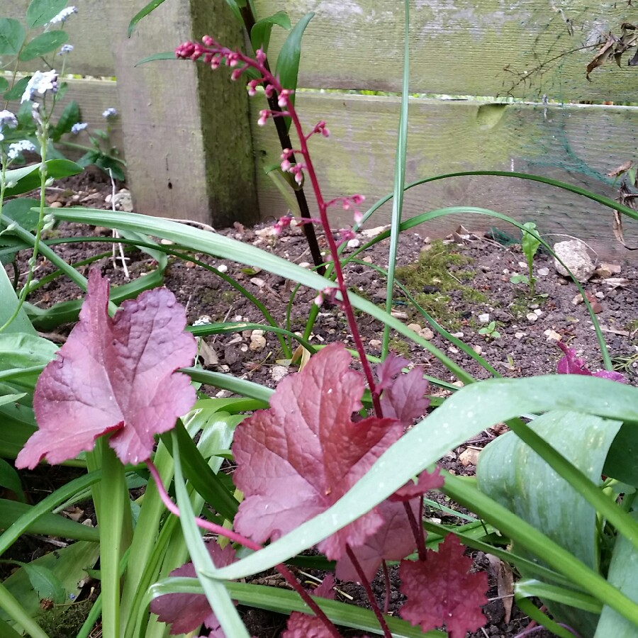 Plant image Heuchera 'Berry Smoothie'