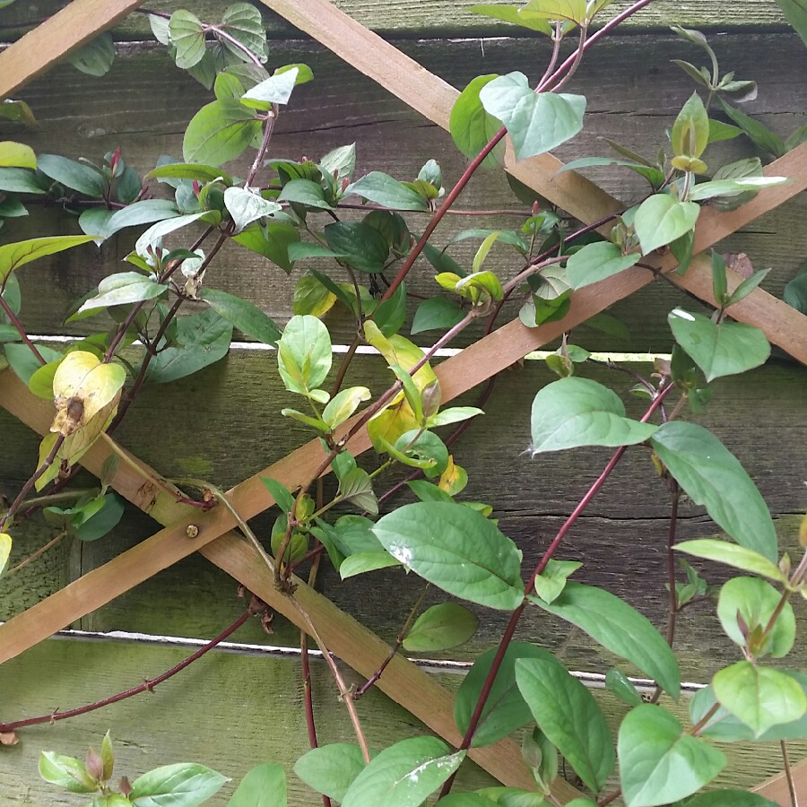 Plant image Lonicera periclymenum 'Belgica Select'