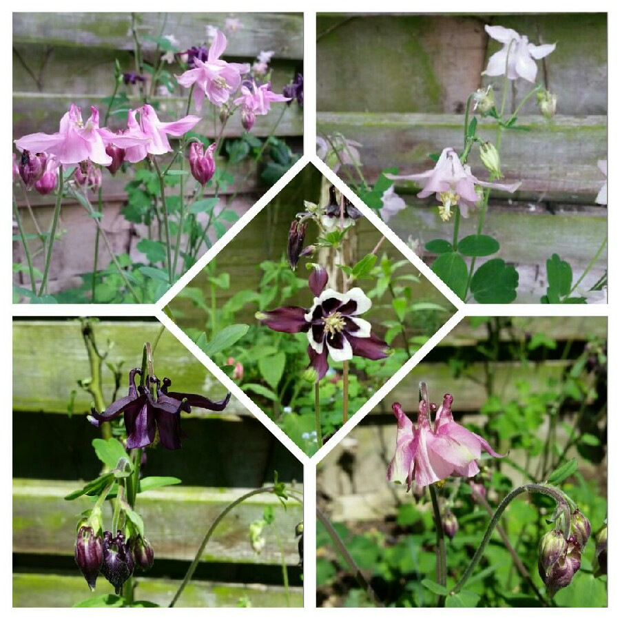 plant image 82614