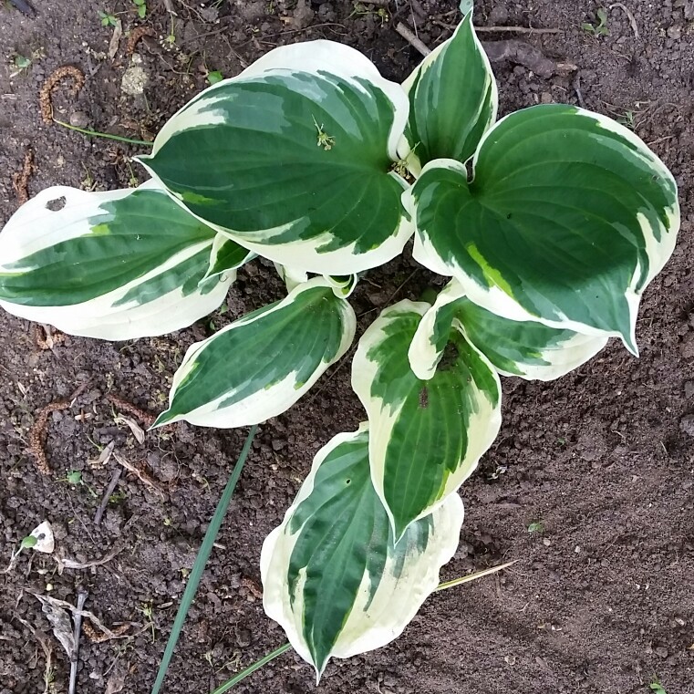 plant image 83636