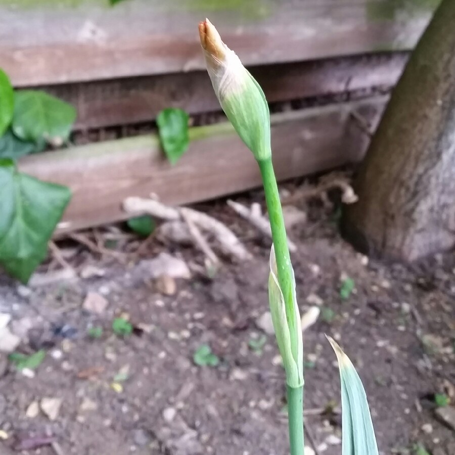 plant image 83808