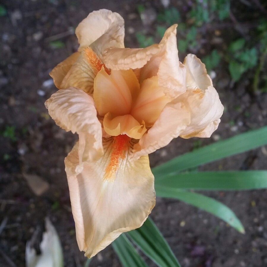 plant image 90925