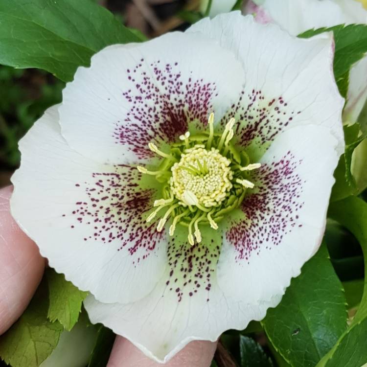 plant image 921635