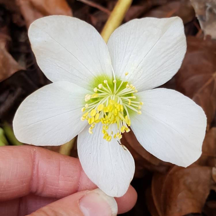 Plant image Helleborus x hybridus 'Single White'