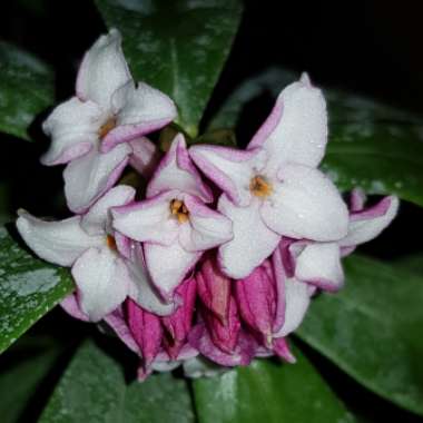Daphne odora