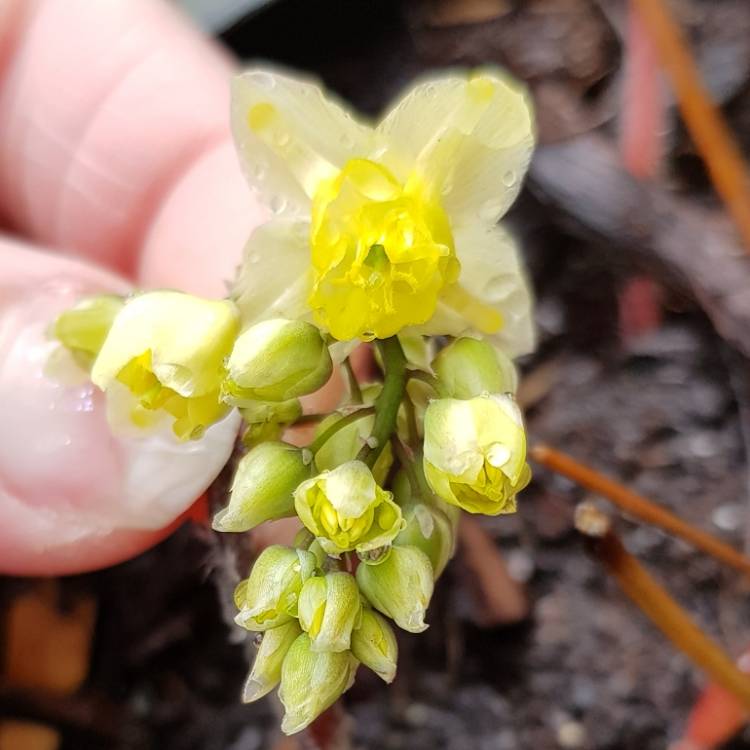 Plant image Epimedium pinnatum subsp. colchicum syn. Epimedium pinnatum elegans