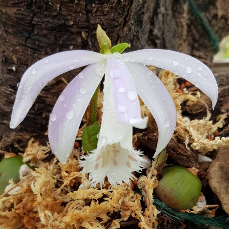 Plant image Pleione Formosana