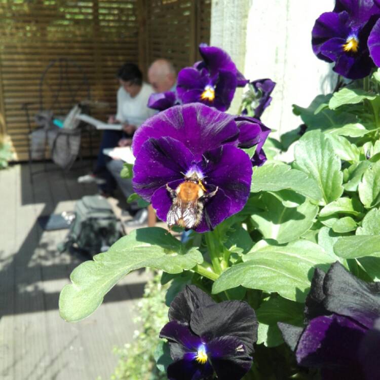 plant image 414958
