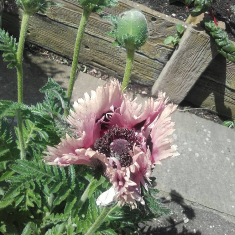 plant image 415133