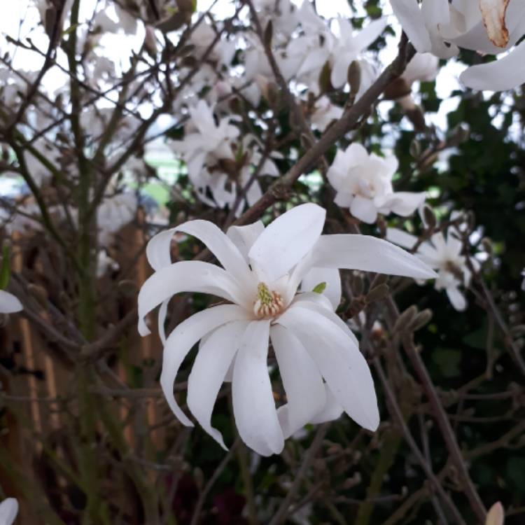 plant image 658499