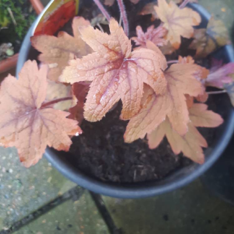 plant image 658686