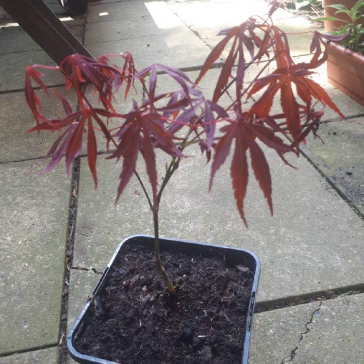 plant image 658688