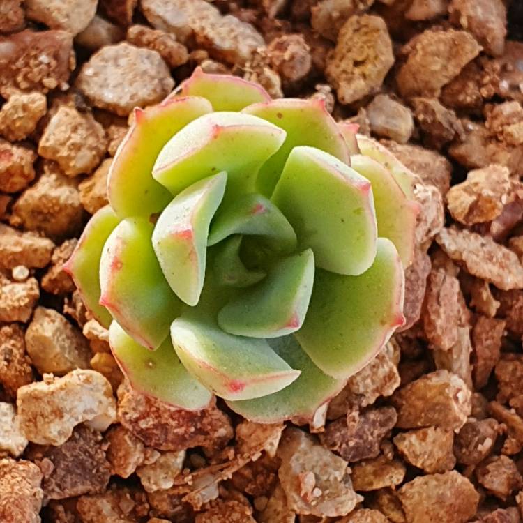 Plant image Echeveria Grusonii
