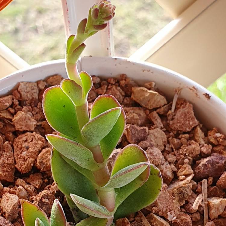 Plant image Kleinia Petraea
