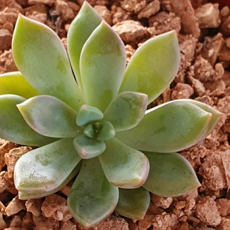 Plant image xGraptoveria Rapeco