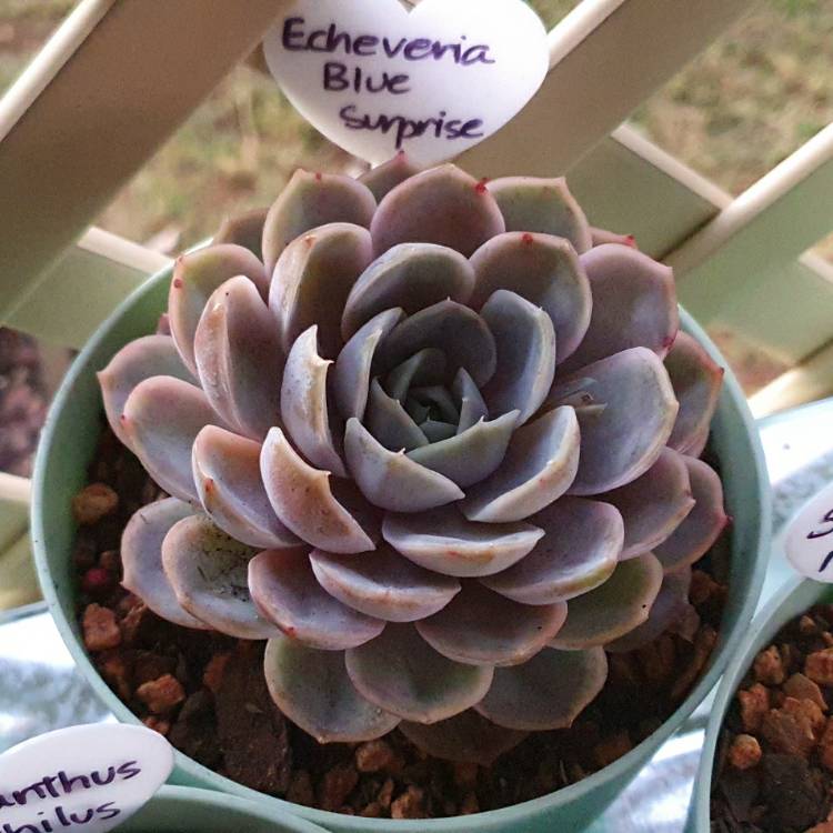 Plant image Echeveria Blue Surprise