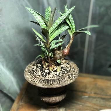 Ledebouria socialis syn. Scilla violaceum