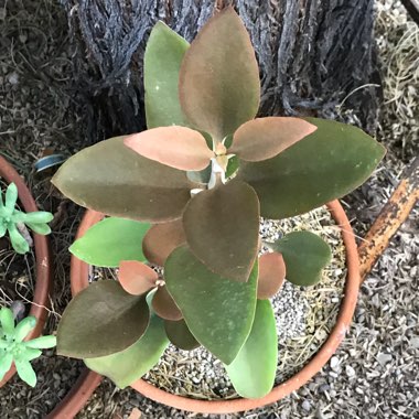 Copper Spoons