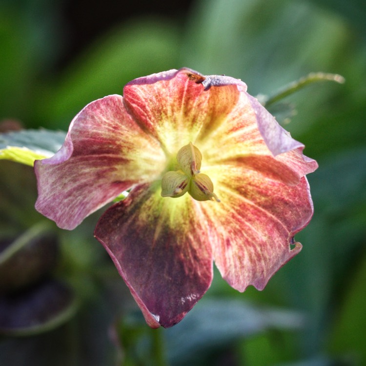 plant image 1003644