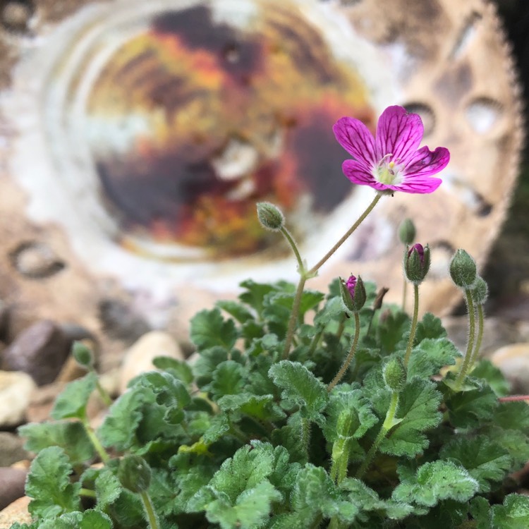plant image 1096726
