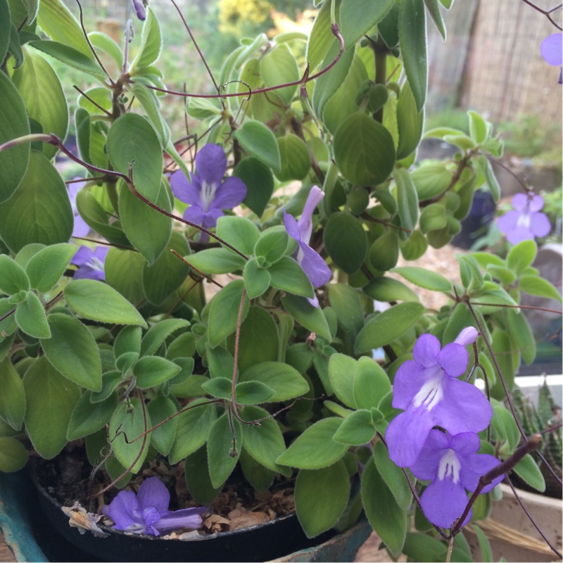 Plant image Streptocarpus saxorum